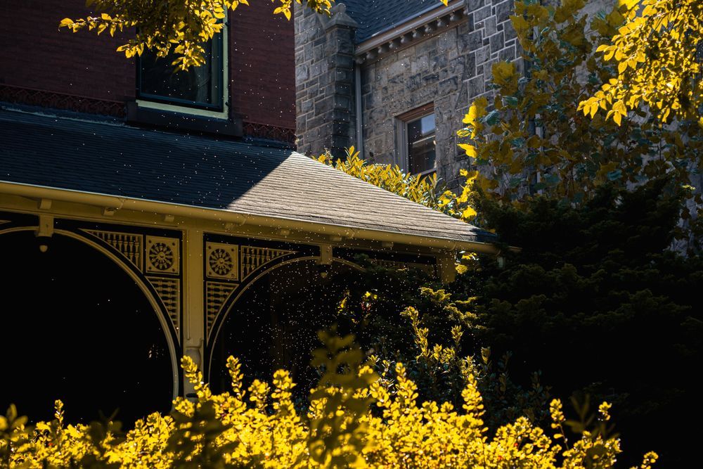 Philly Flowers