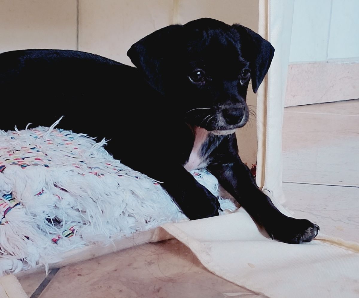 dê um nome ao adotar