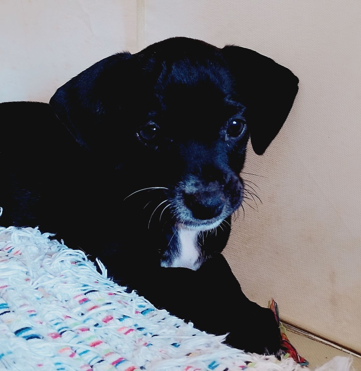 dê um nome ao adotar - imagem 2