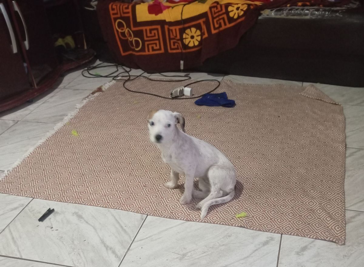 bolinha
