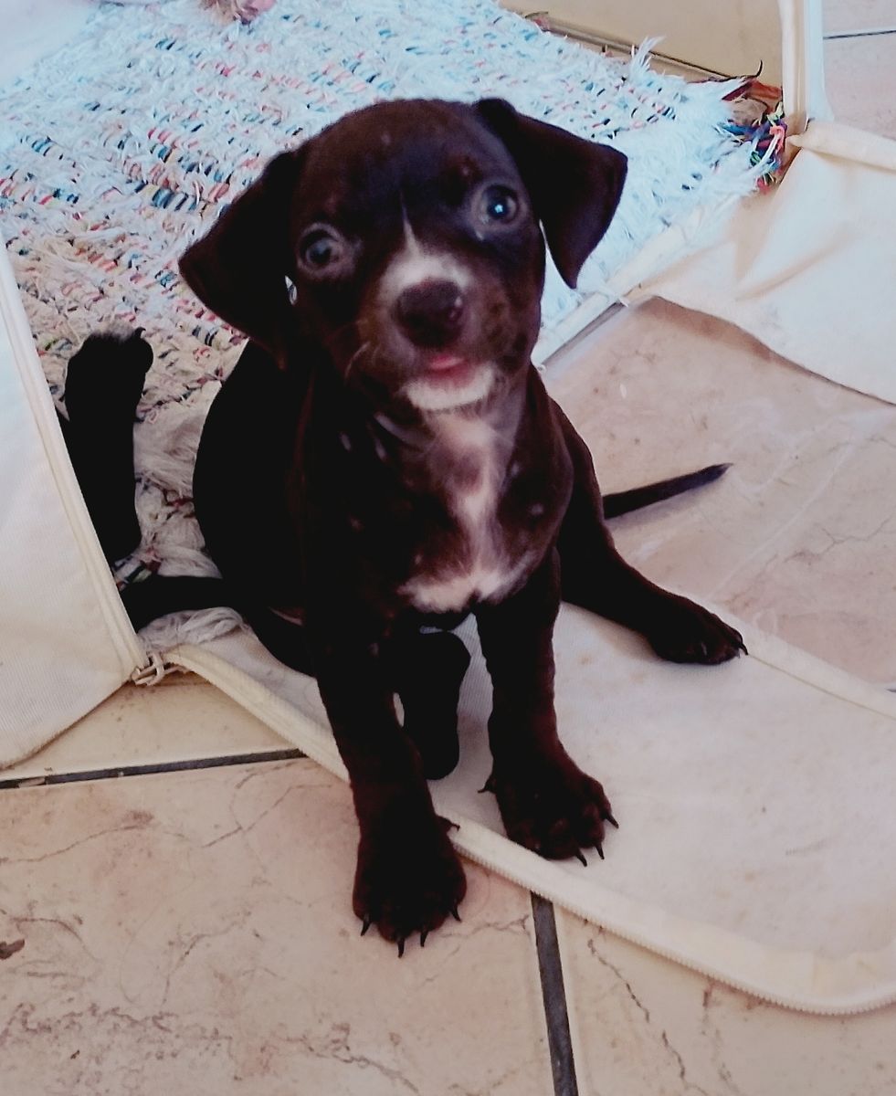 dê um nome ao adotar - imagem 2