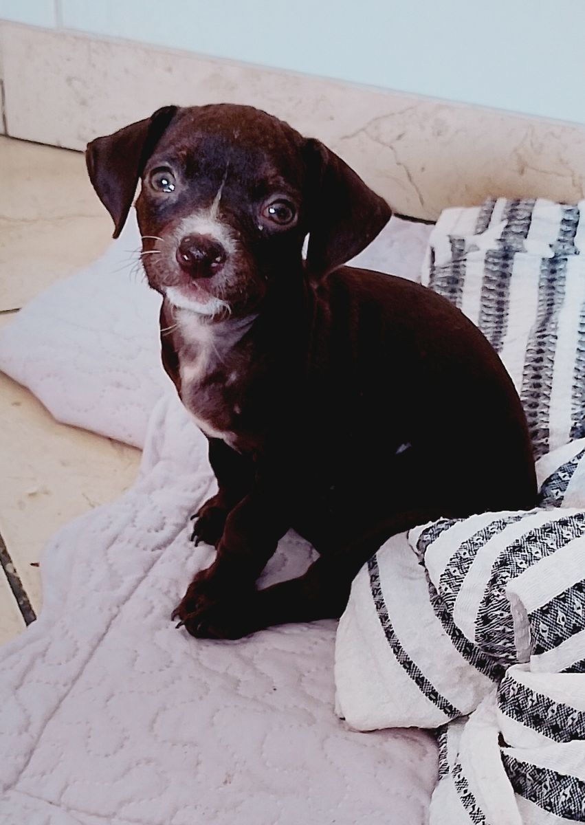 dê um nome ao adotar