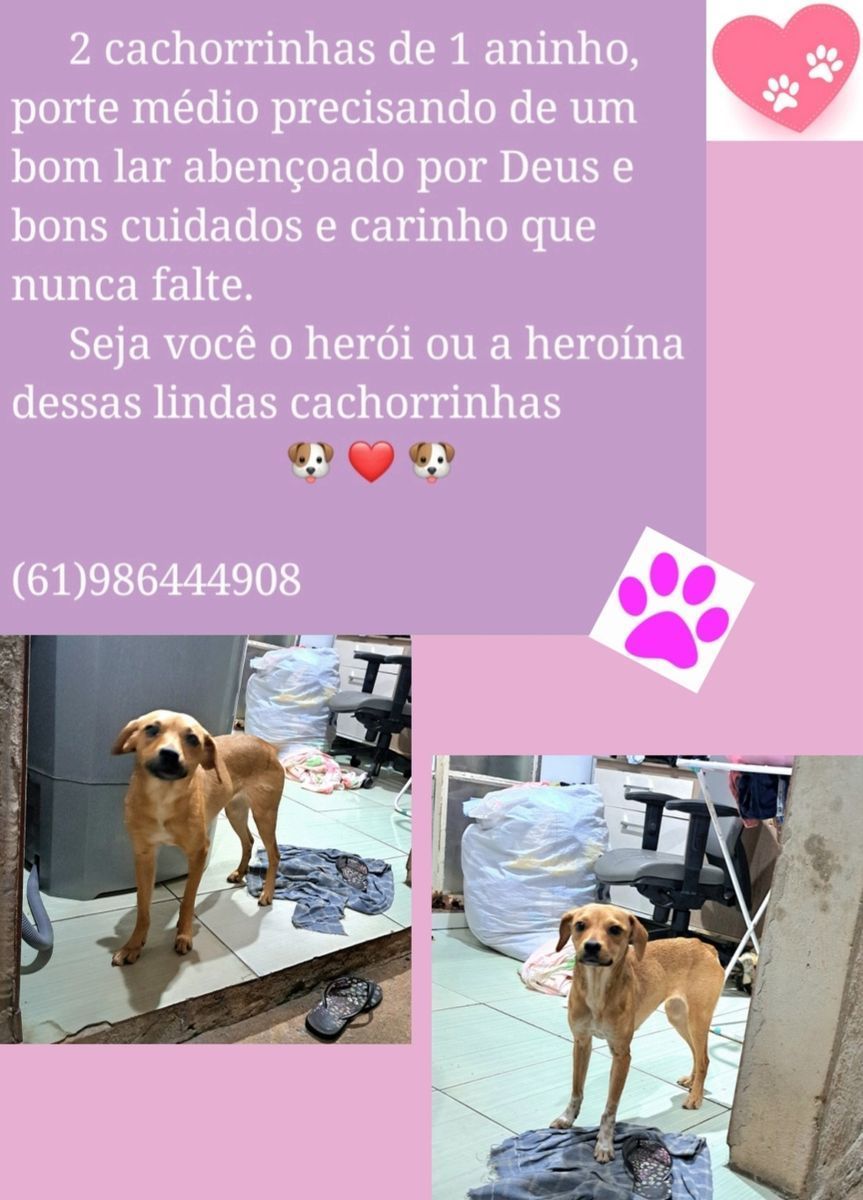 De um nome para elas ❤️