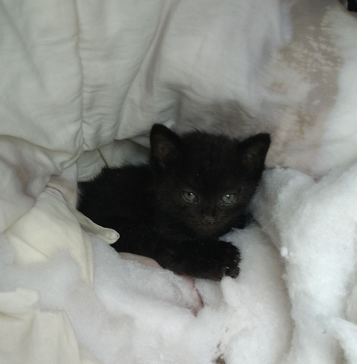 Luna