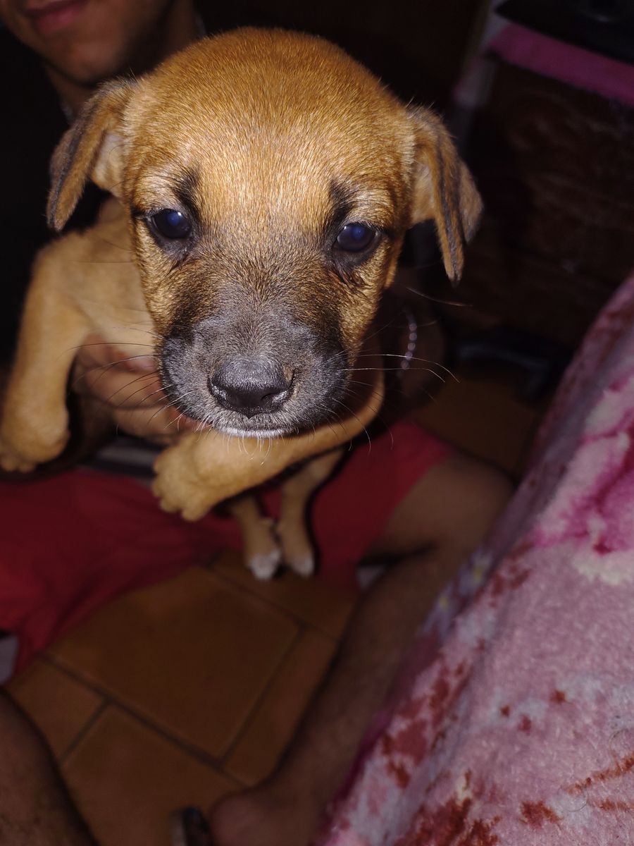 mel