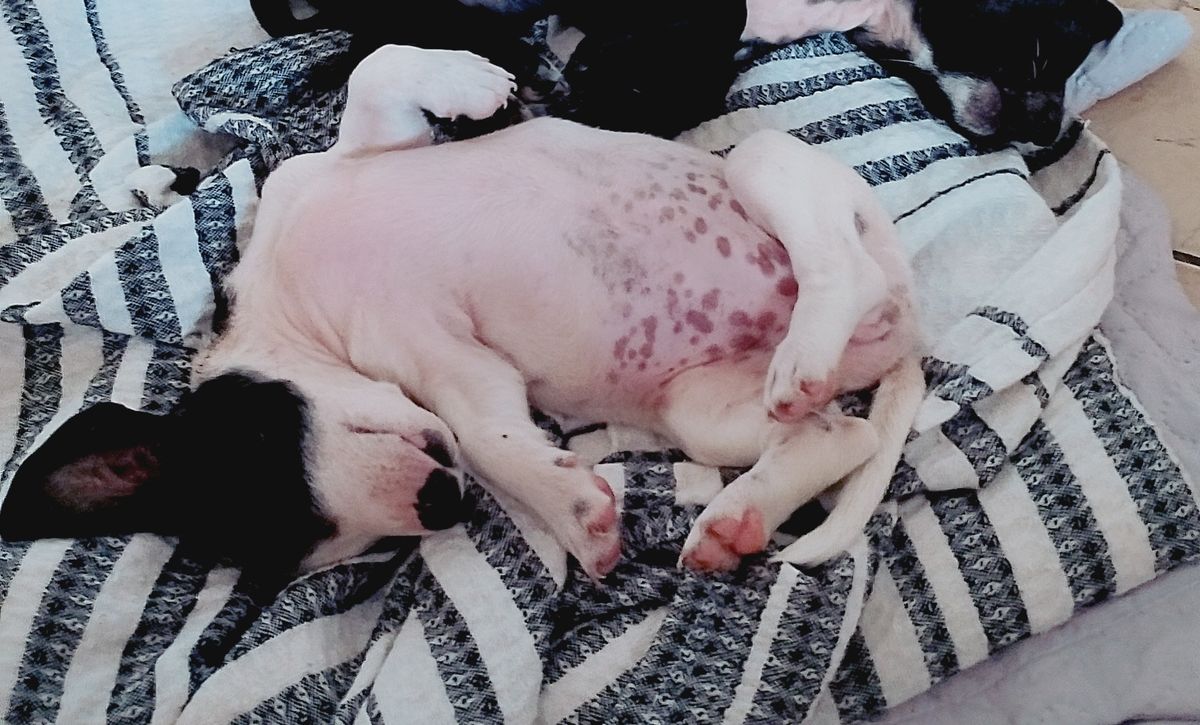 dê um nome ao pet - imagem 2