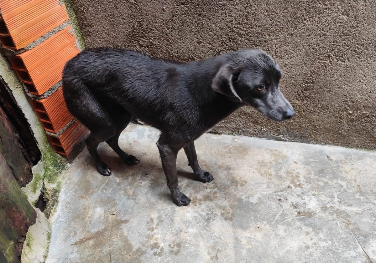 belinha