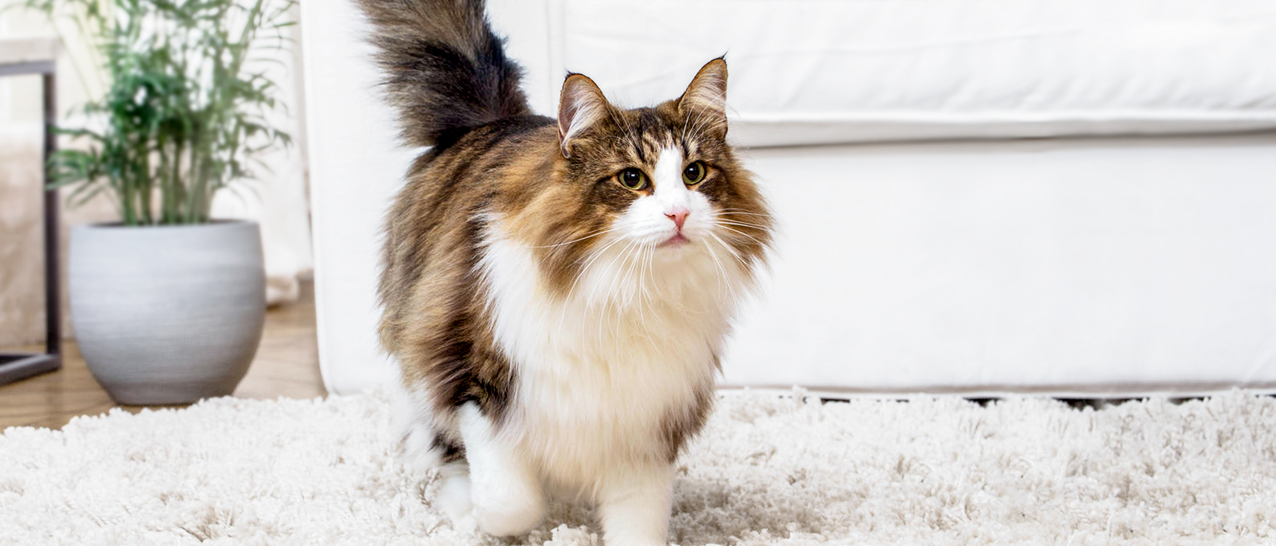Pet Weight Management: Essential Tips for Health
