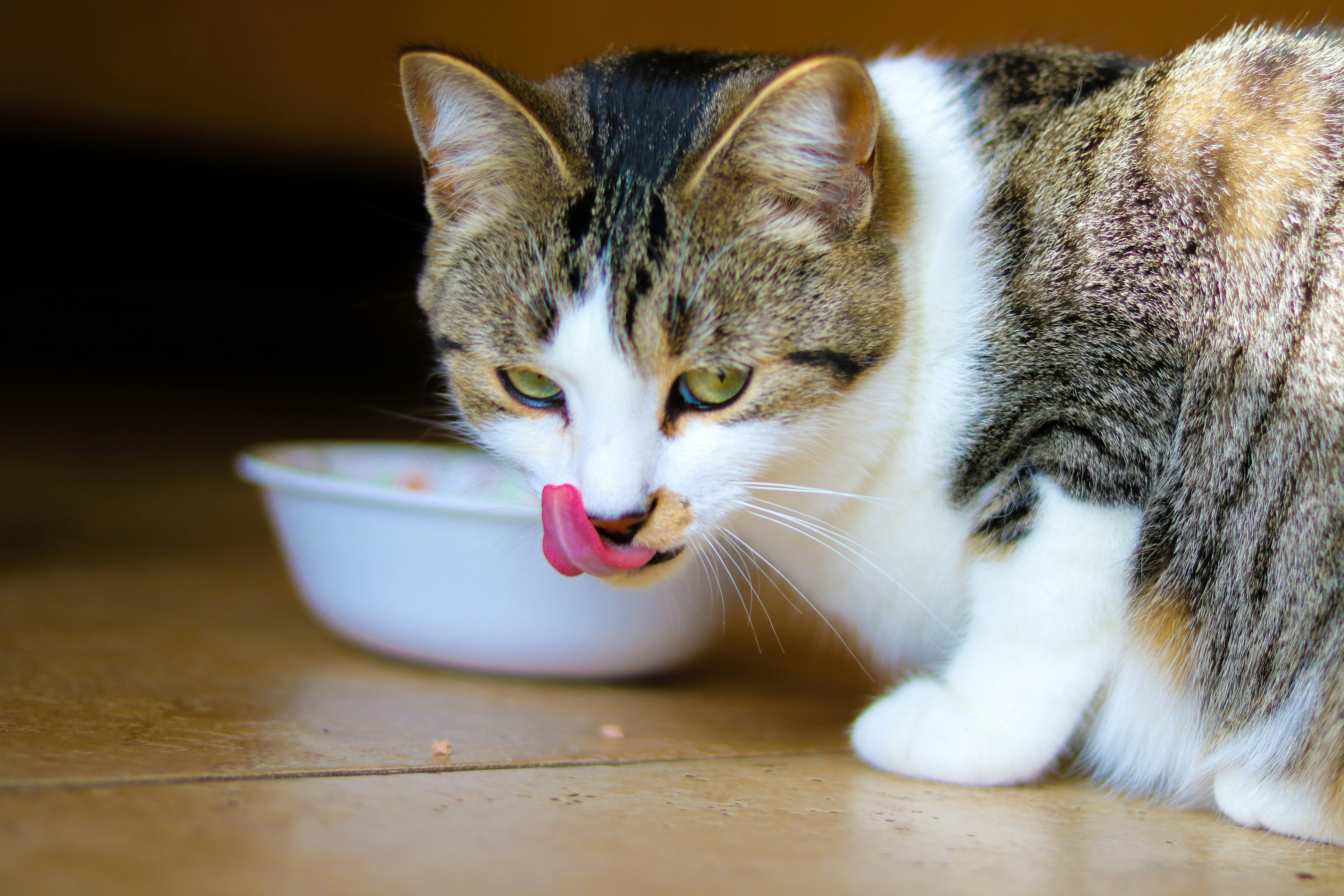 Wet Cat Food: Key Benefits for Your Feline Friend