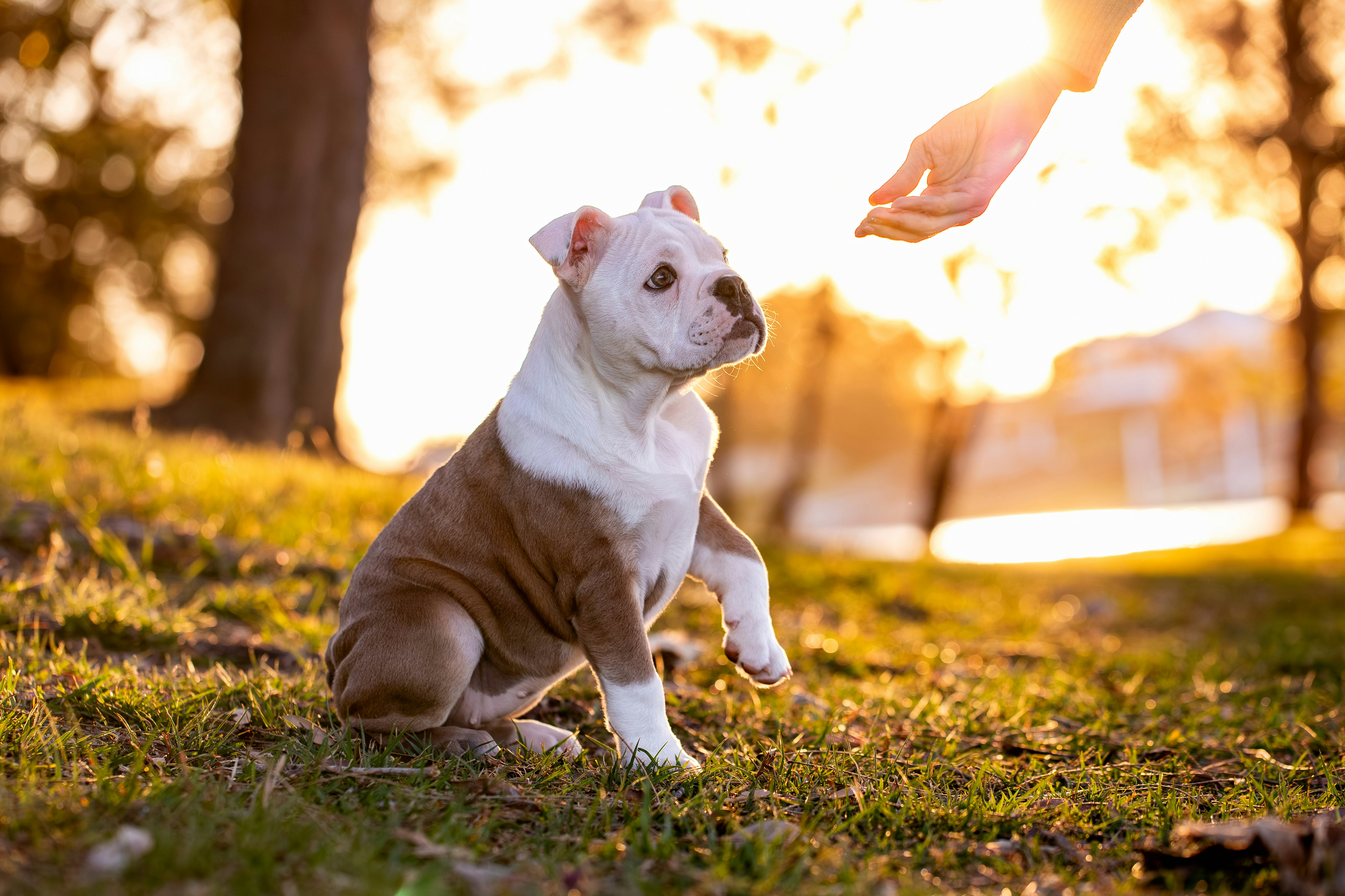 Puppy Training Basics: First Steps and Key Tips