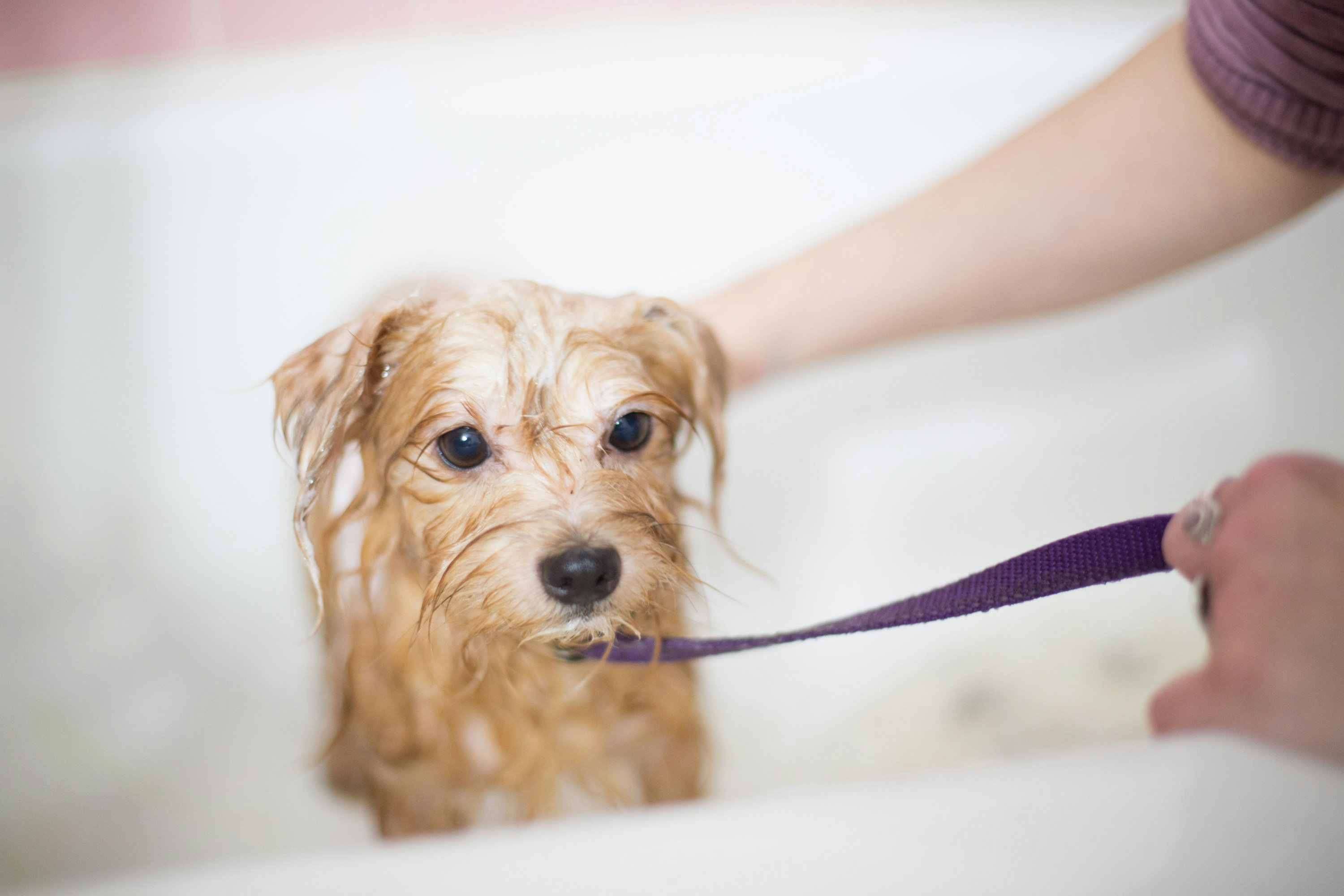 How to Bathe a Dog: Tips for a Stress-Free Bath