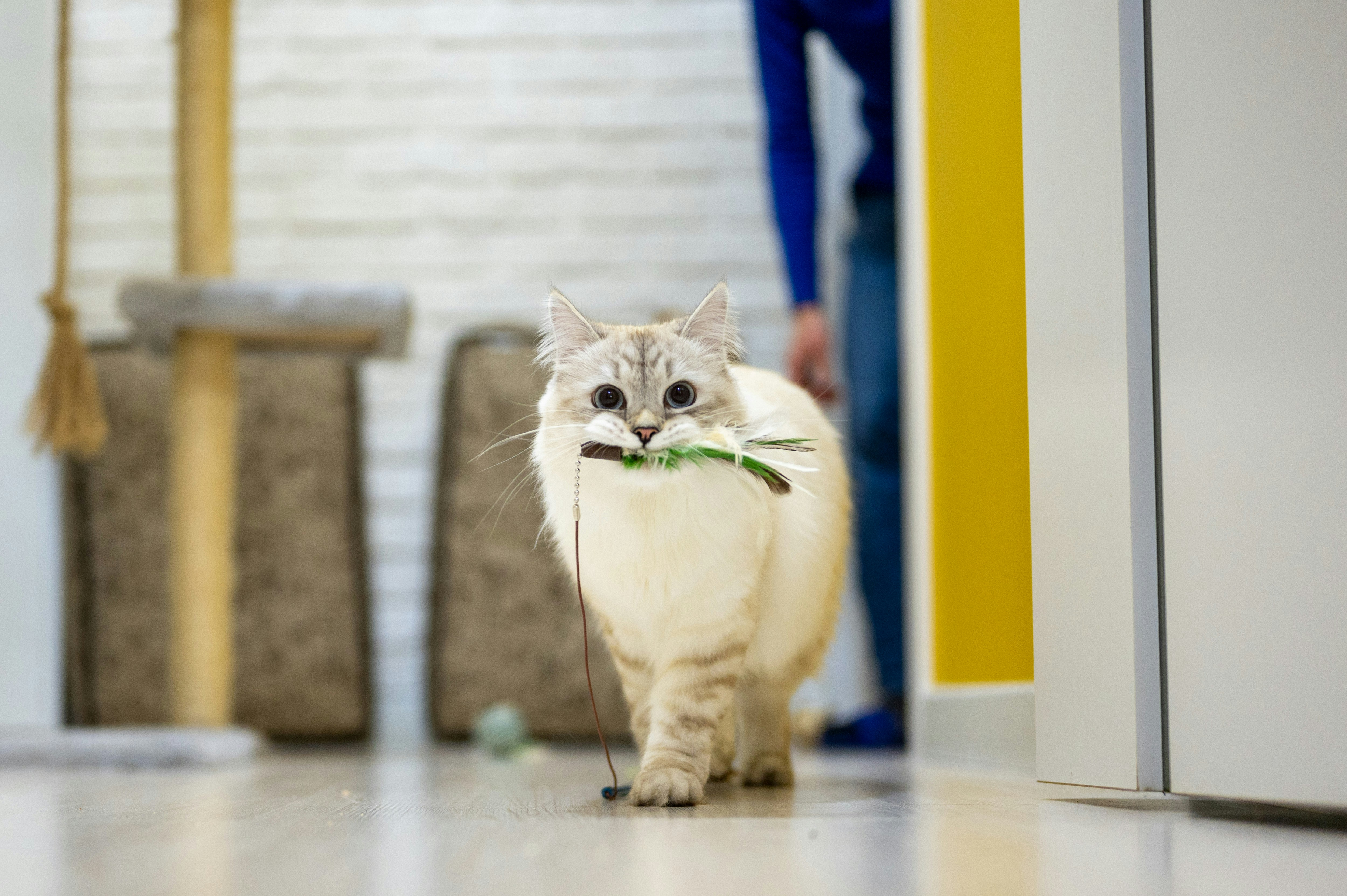 Effective Cat Training: Tips for a Well-Behaved Pet