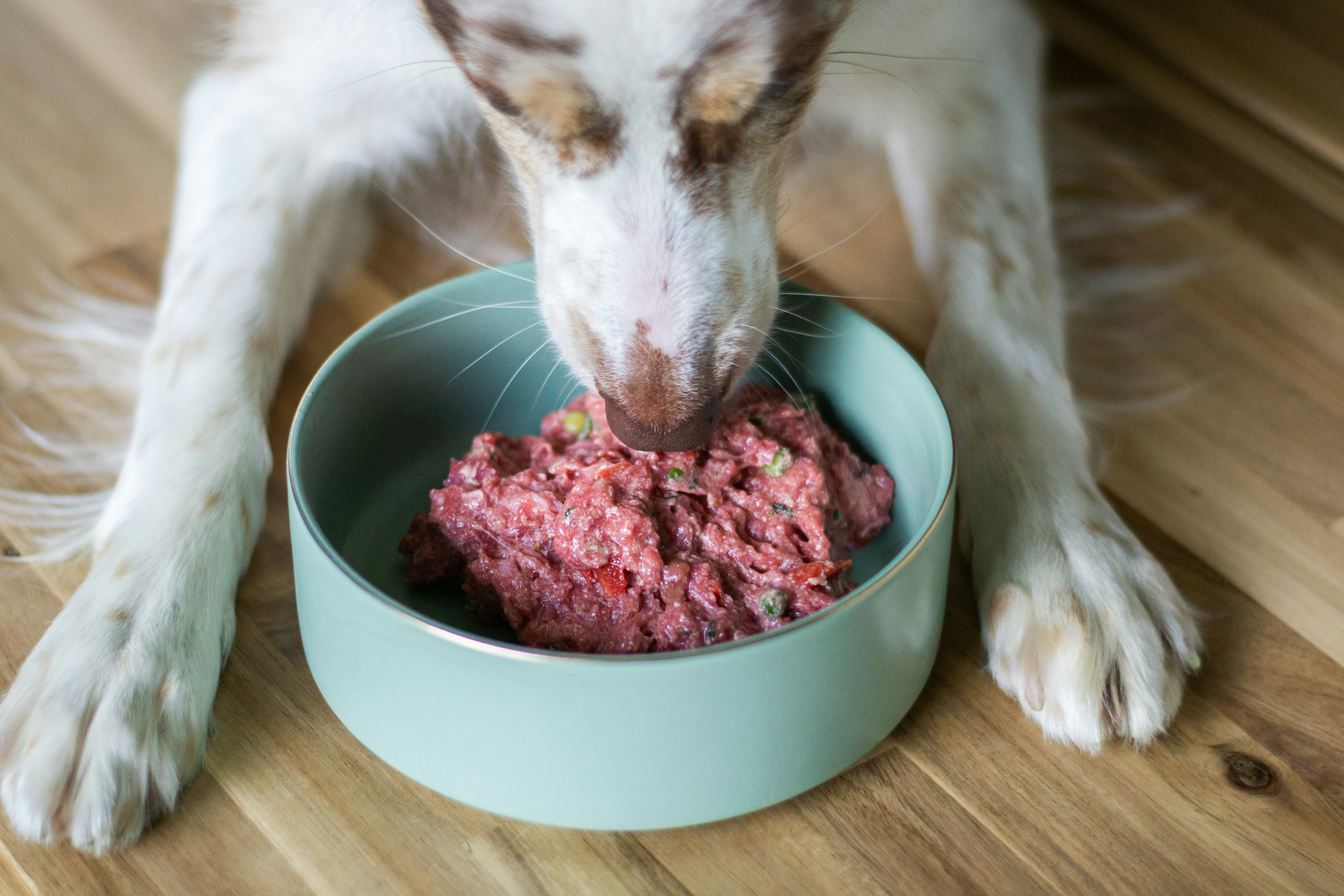 BARF Diet for Dogs: A Simple Guide to Raw Feeding