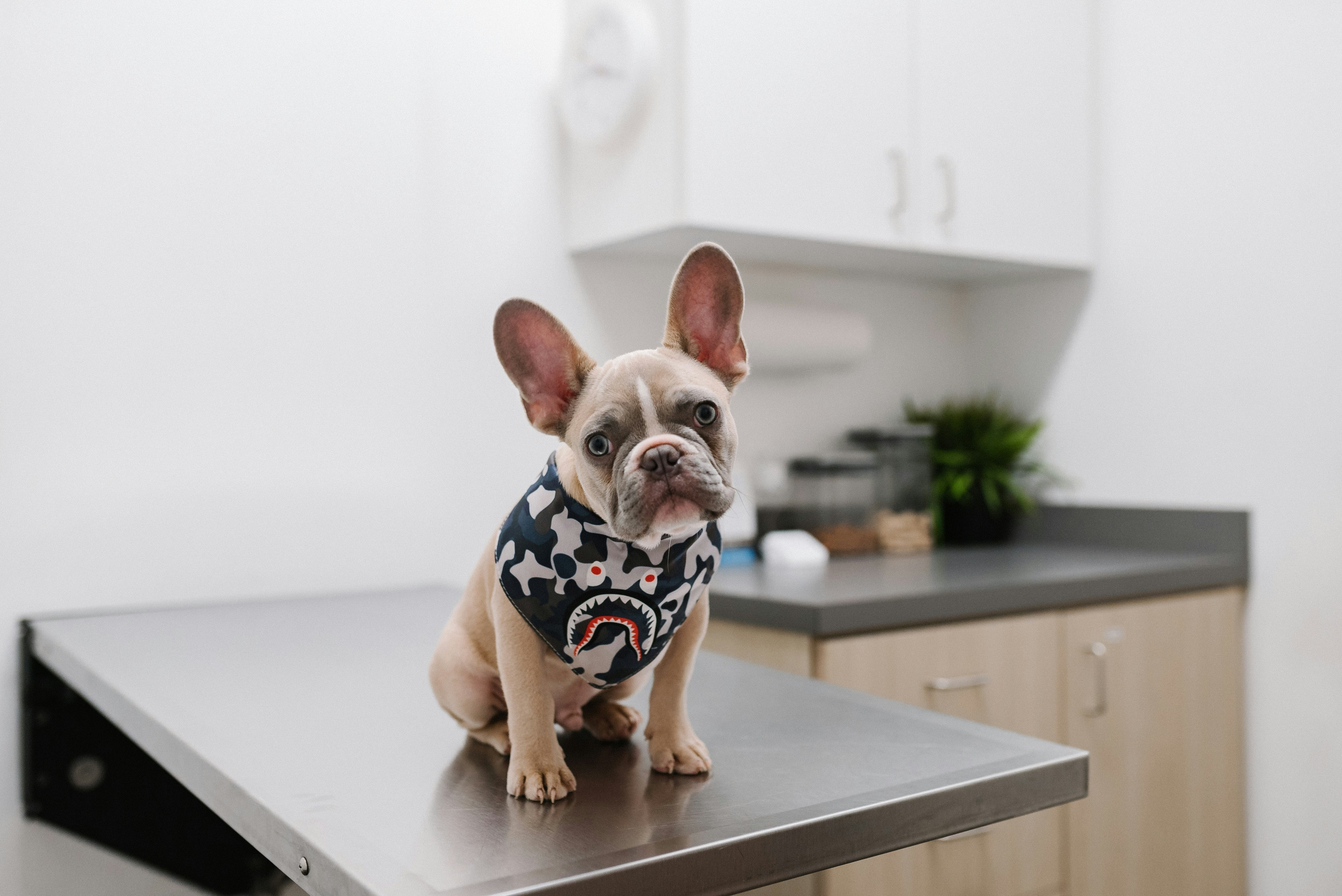 How Veterinary Check-Ups Extend Your Pet's Life