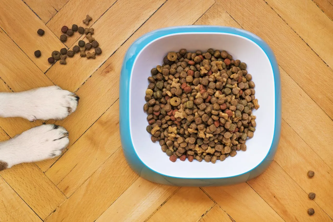 How many times a day should a dog eat? An age-based guide