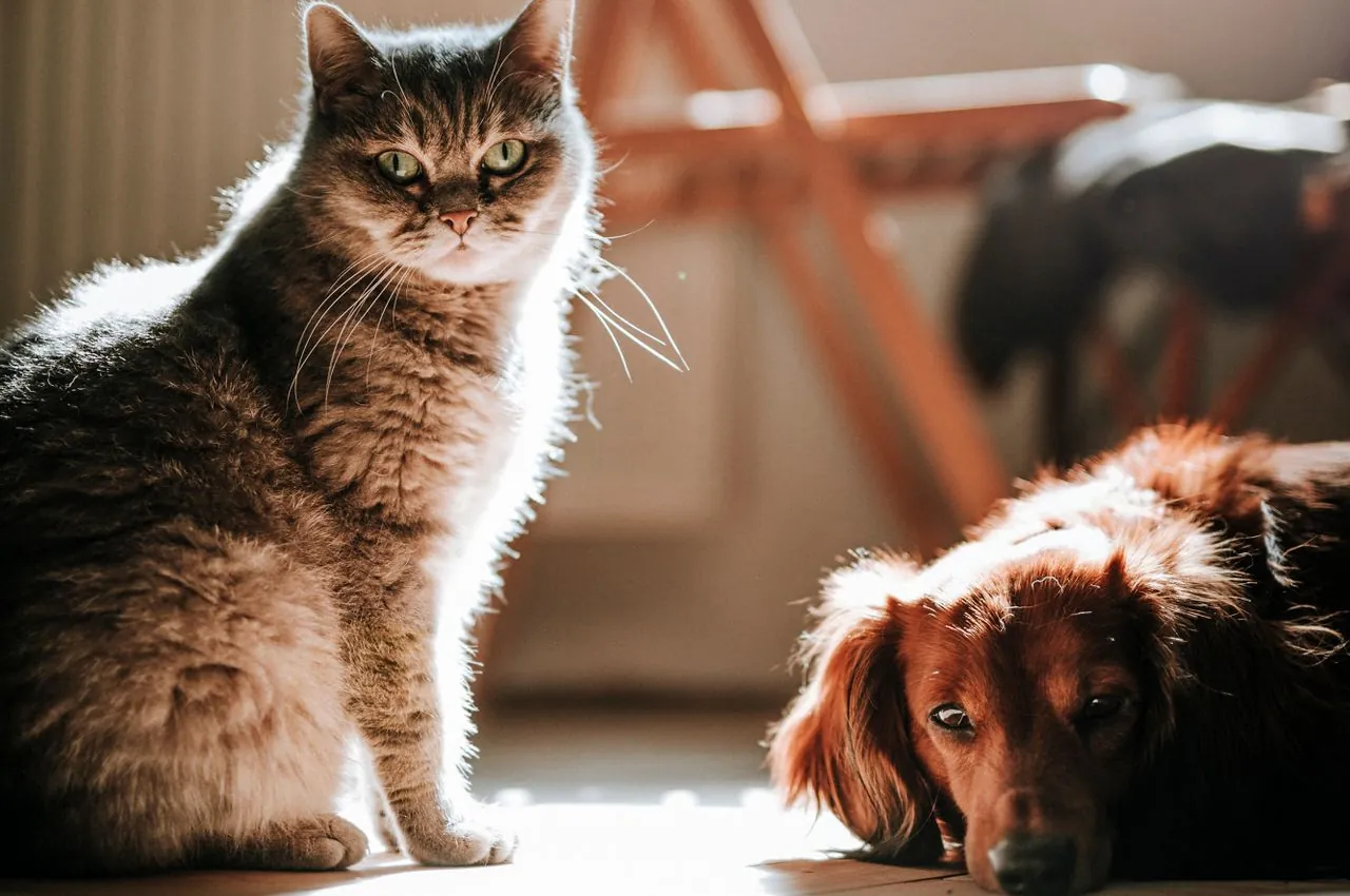 How to help a cat and dog live together: a step-by-step guide