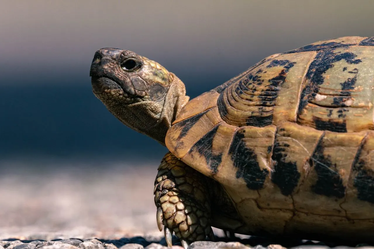 Cómo cuidar una tortuga de tierra en casa