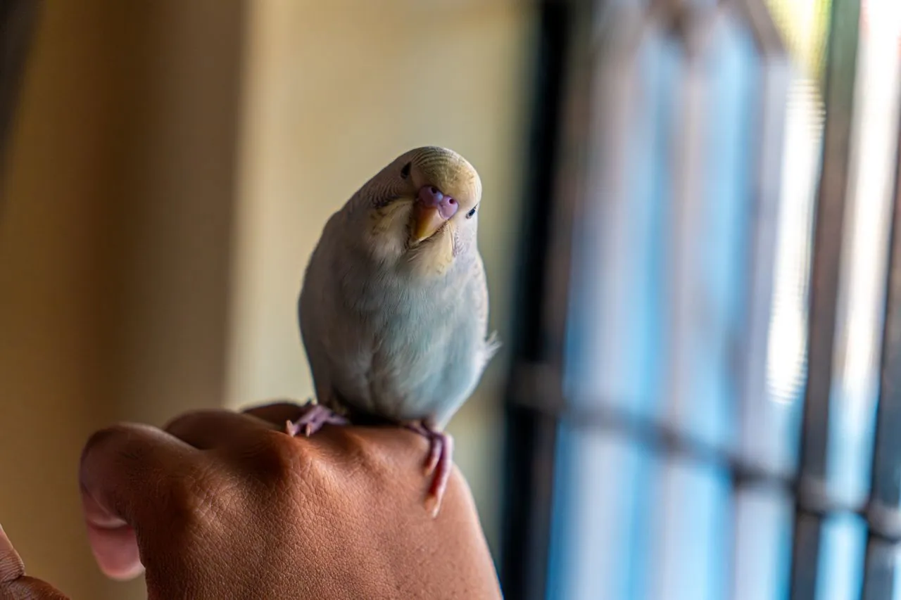How to help a budgie trust you and step onto your hand without forcing it