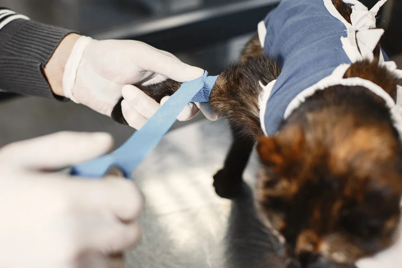 Esterilización del gato: lo básico que conviene entender antes y después
