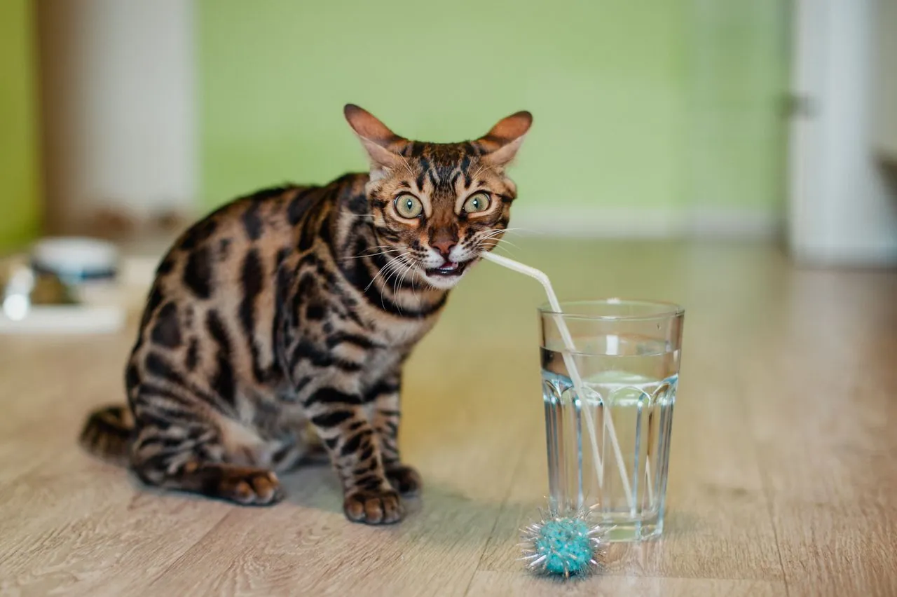 How to get your cat to drink more water: easy ways to support hydration
