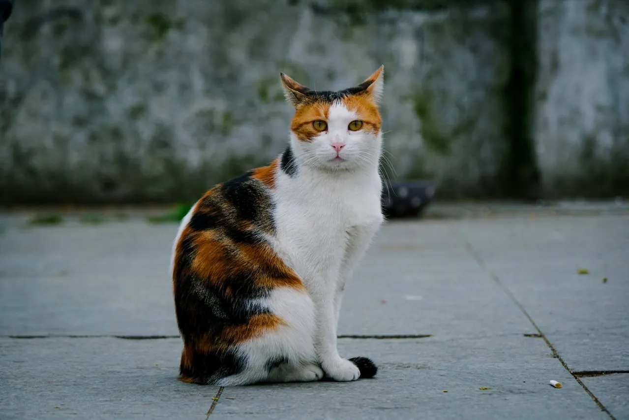 Calico cat: what really explains the mystery of its three colors