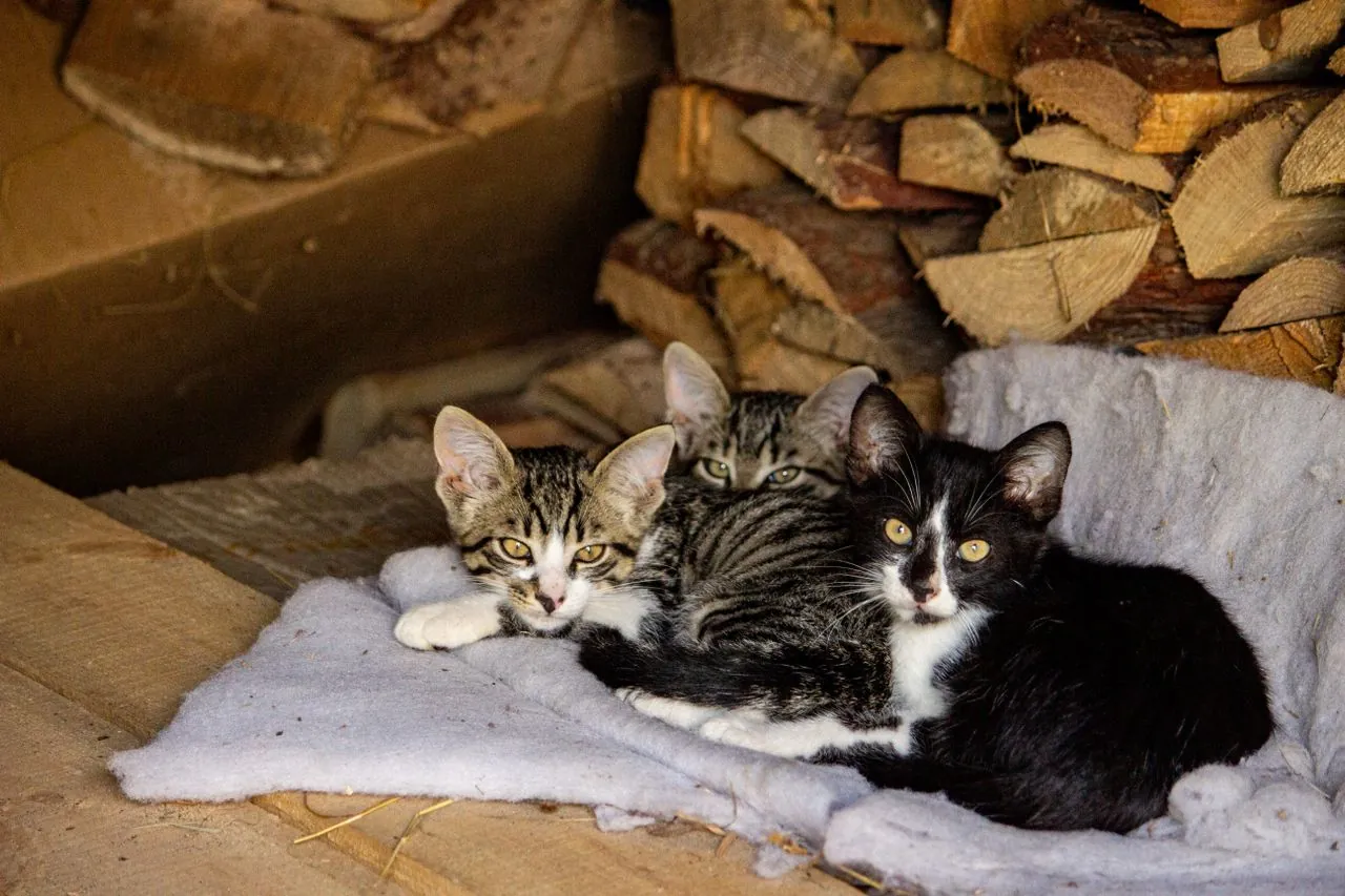 The European common cat: traits, behavior, and basic care