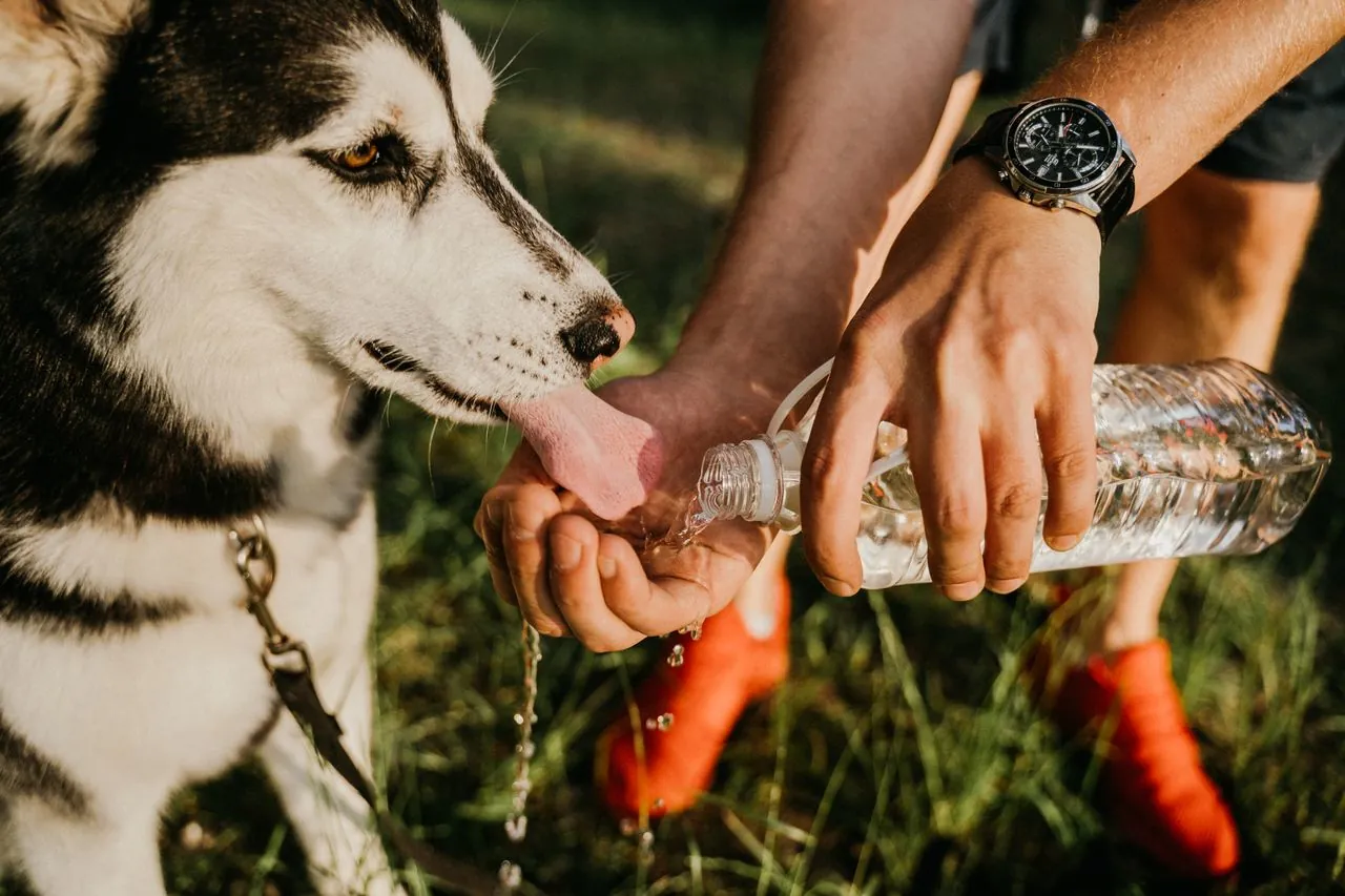 La hidratación de tu mascota en verano: claves básicas para un cuidado más seguro