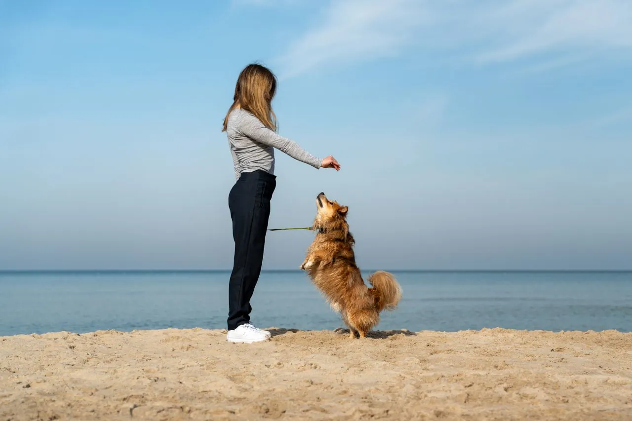 Juegos de entrenamiento que fortalecen el vínculo con tu mascota