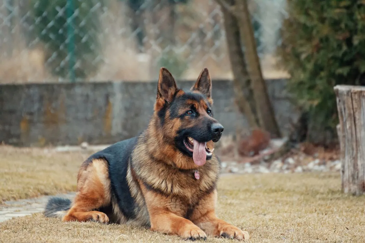 German Shepherd: everything you should know before living with one