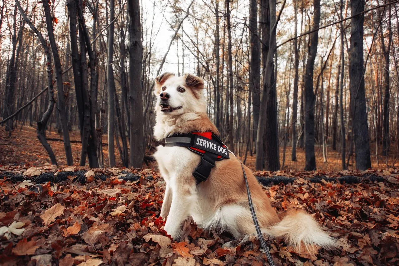 Assistance dogs: what they are, how they help, and what living with one involves