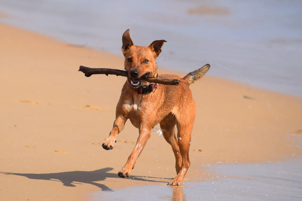 Mi perro y la playa: lo básico para disfrutar el plan con más seguridad