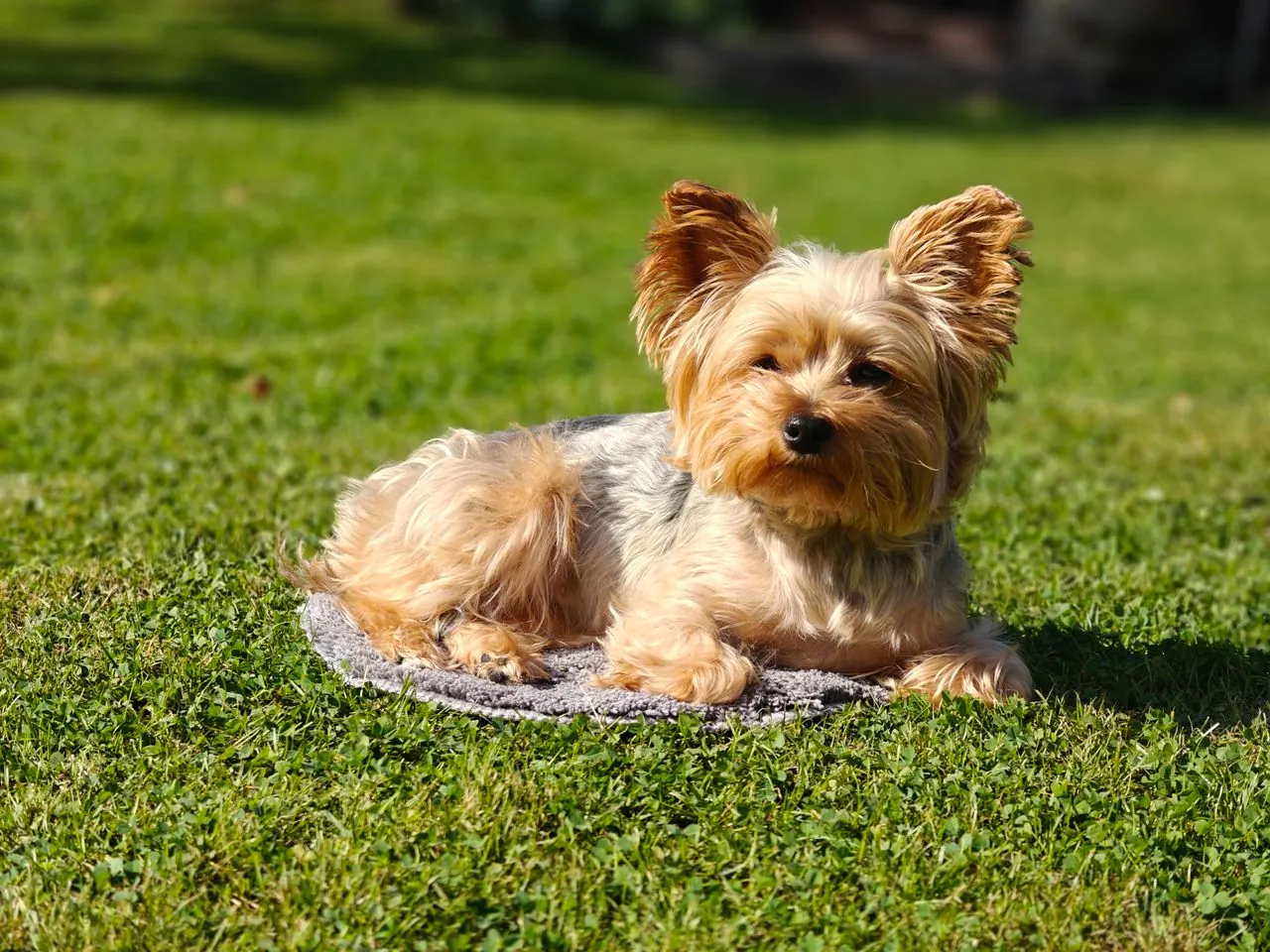 Yorkshire Terrier: pequeño, valiente y lleno de personalidad