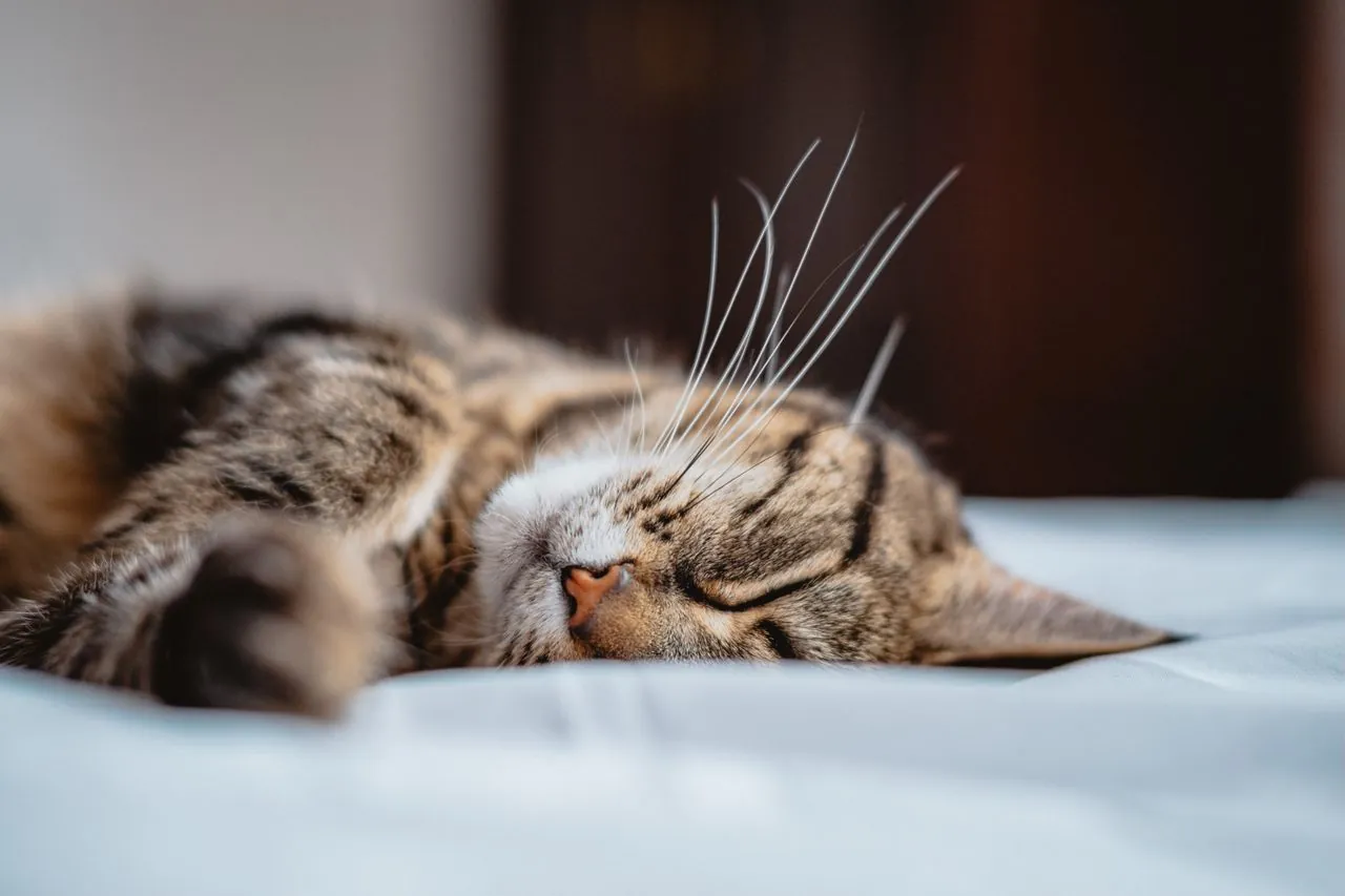 Why do cats purr? What is actually known about this sound