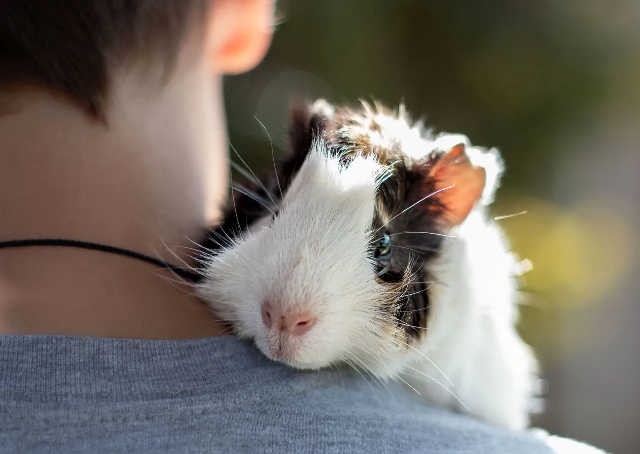 Why does my guinea pig make noises? What each sound means
