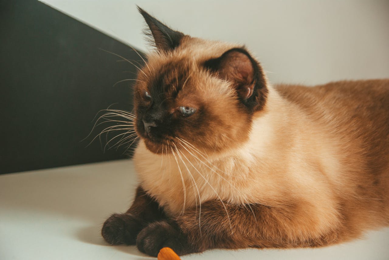 Cómo hacer una transición alimentaria segura para tu gato siamés
