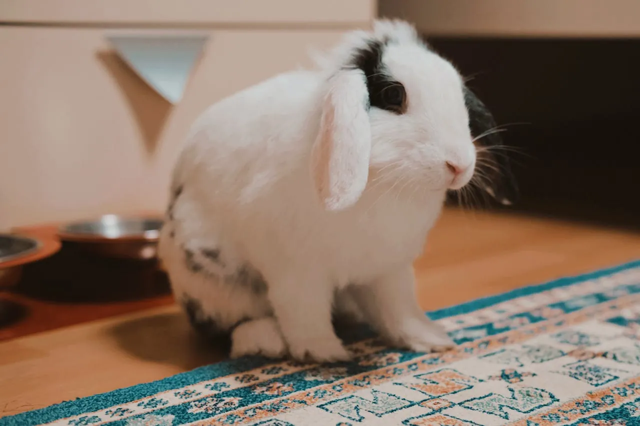 Los conejos como mascotas: lo básico que conviene saber antes de empezar
