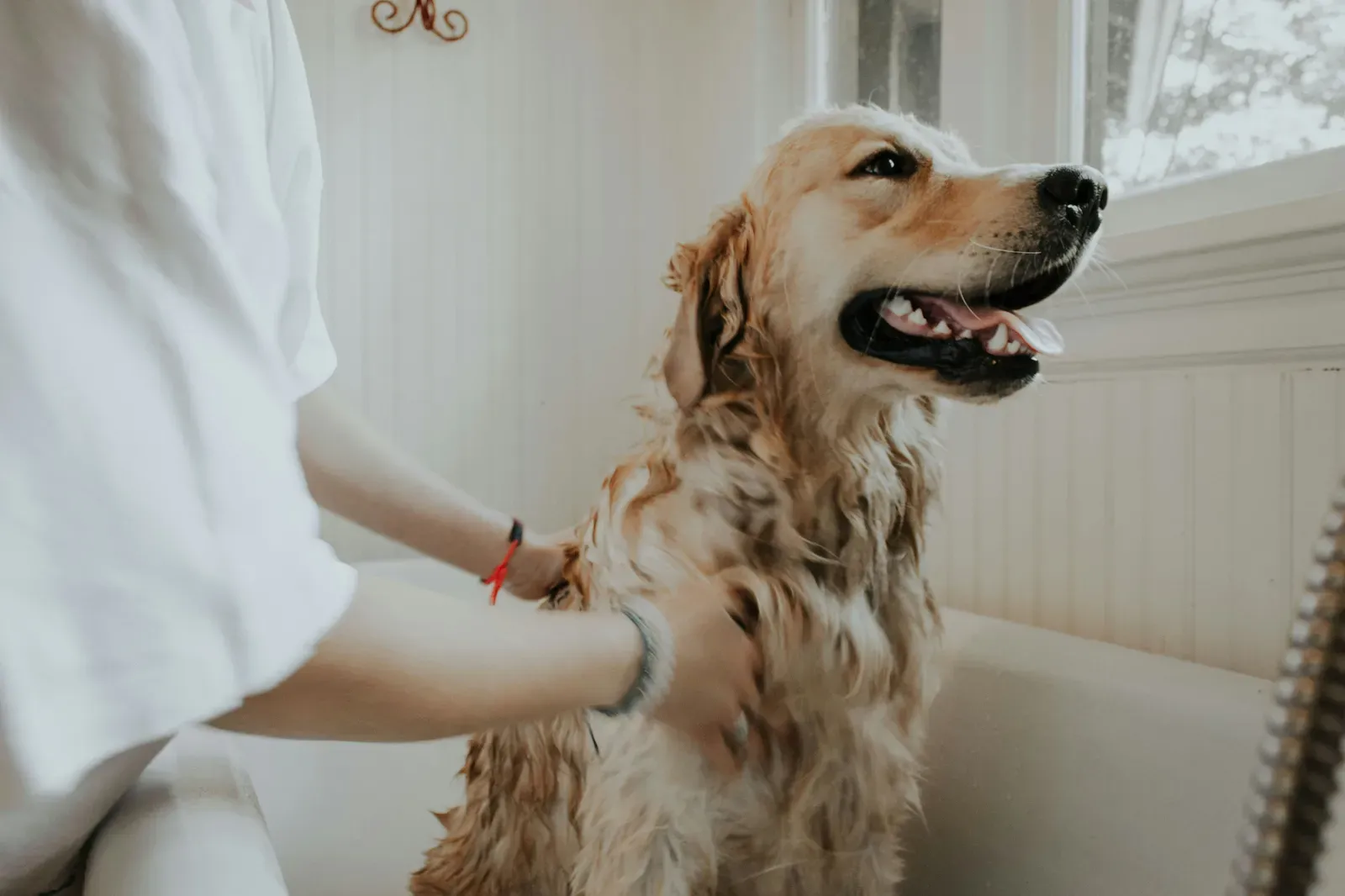 Long-haired pet care: how to prevent mats and keep the coat in good condition