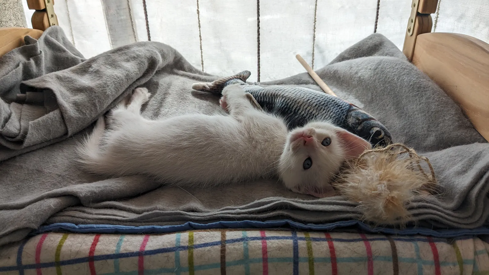 How to help a cat adjust to a new home