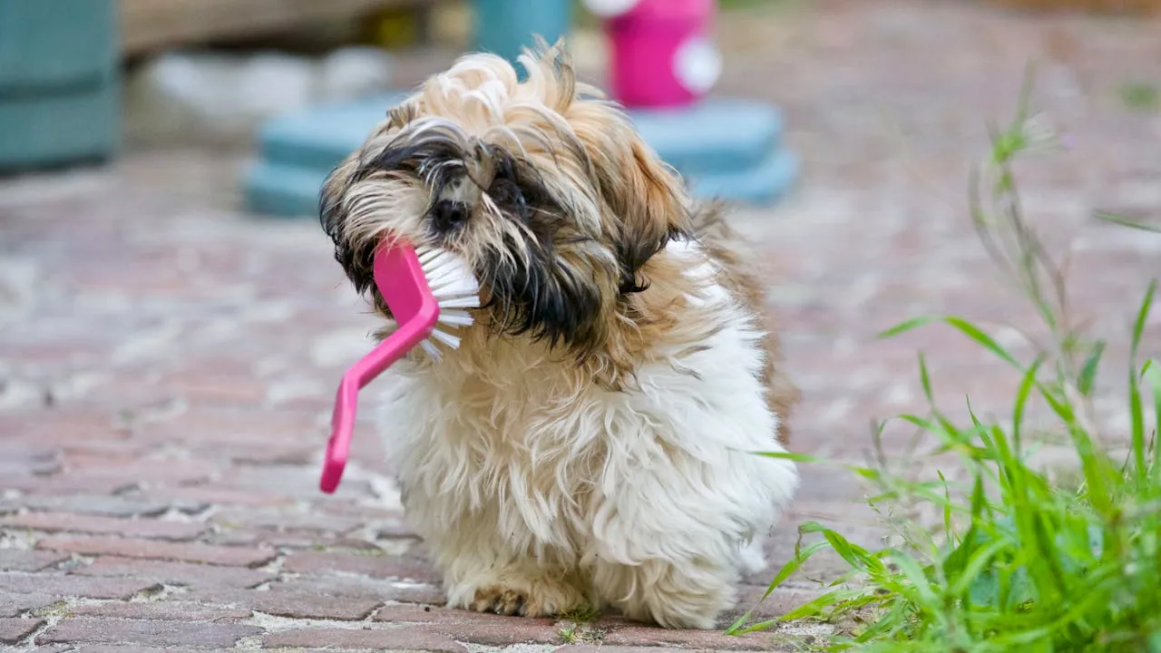 Limpieza e higiene de la boca de tu mascota: guía básica para empezar