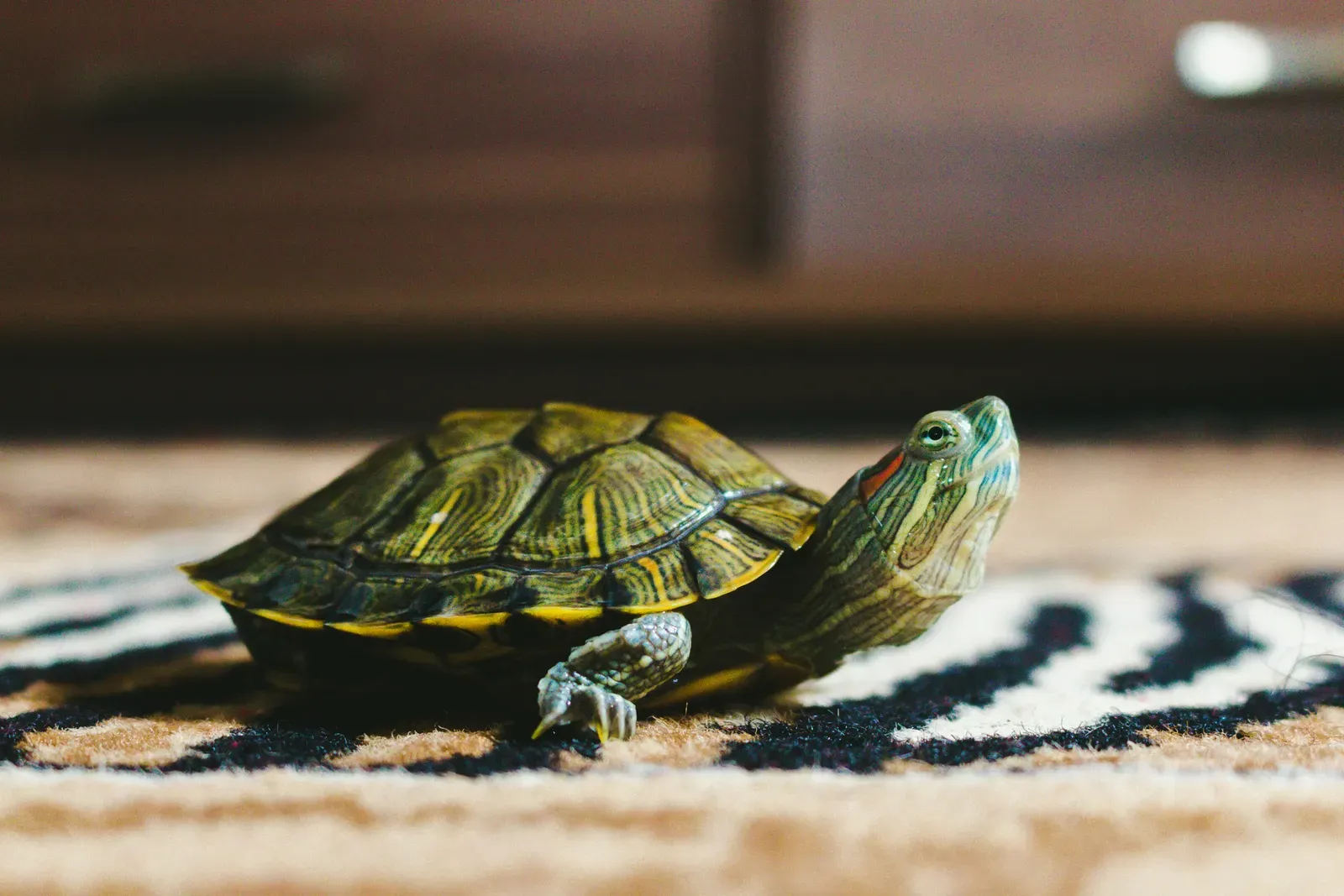 My turtle is not eating: basic care and common causes