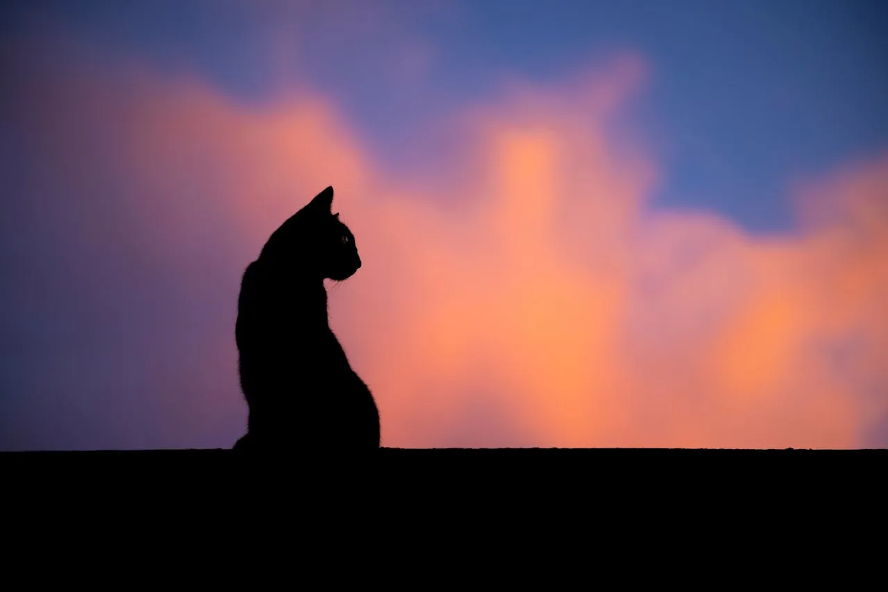 Mitos y leyendas acerca de los gatos: de dónde vienen y qué explican realmente