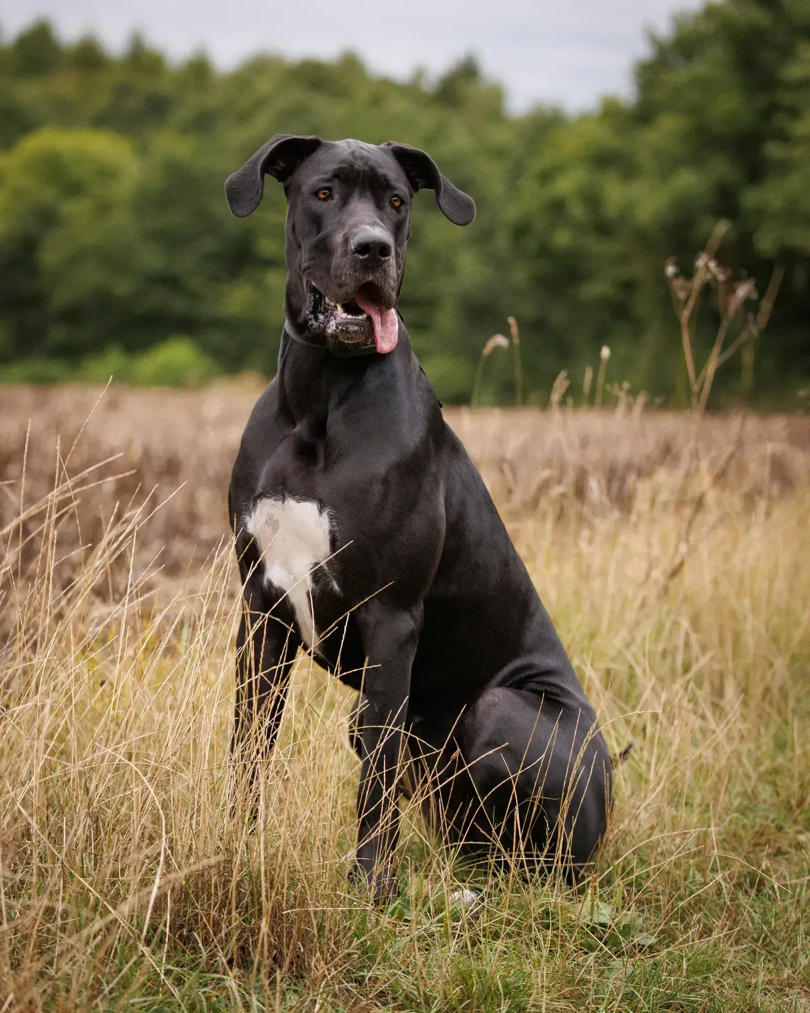 Large dog breeds: general traits and well-known examples