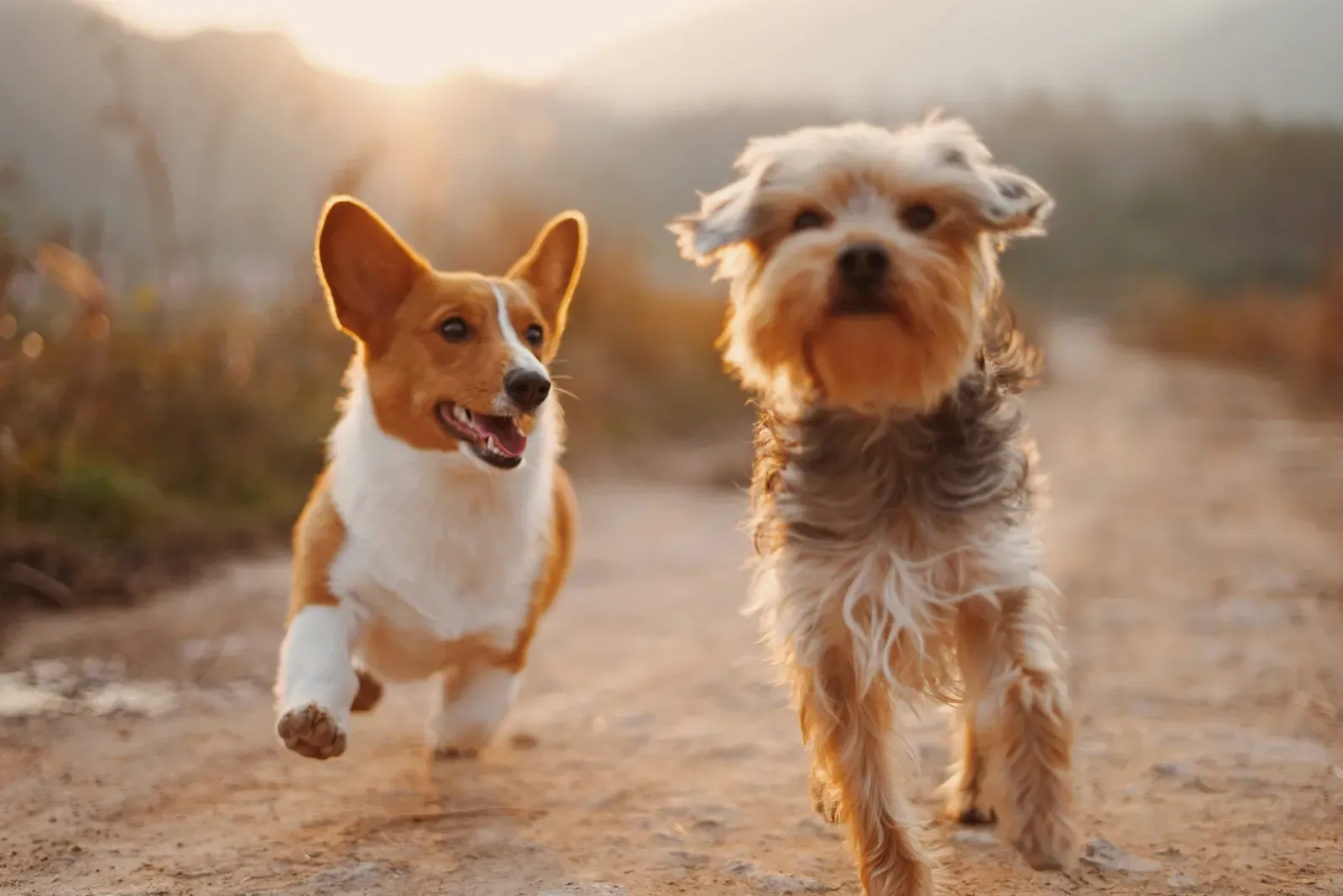 Small dog breeds: general traits and well-known examples