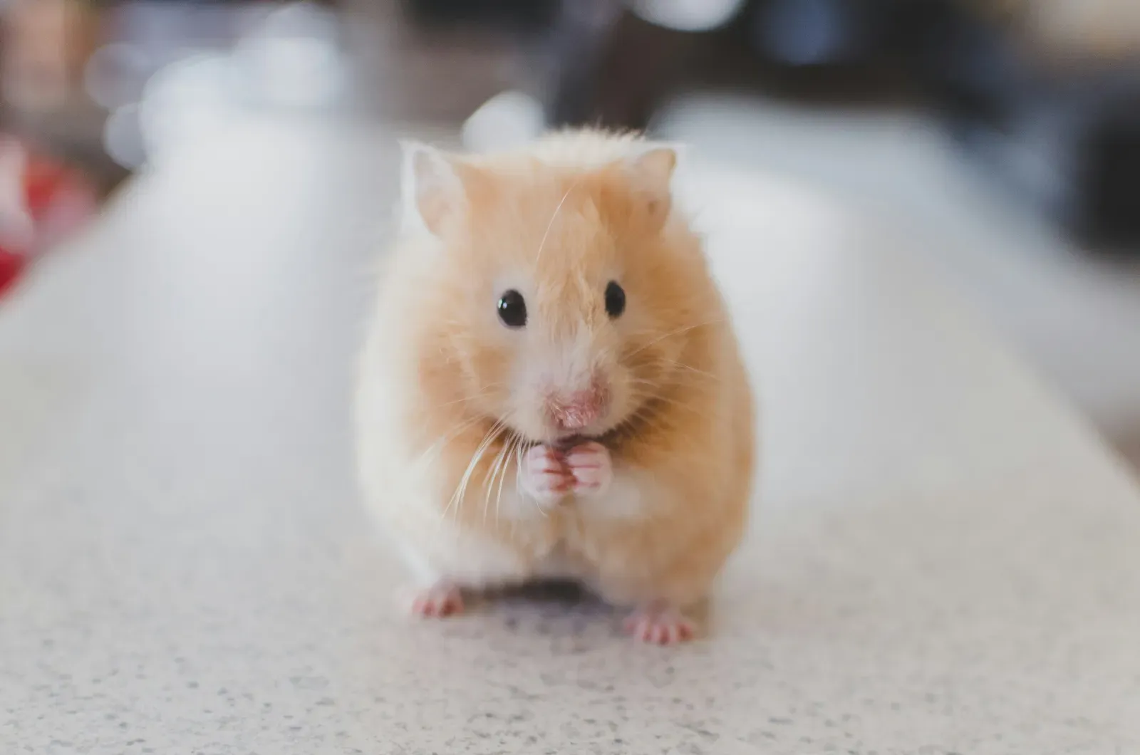 Having a hamster at home: a basic guide for beginner caregivers
