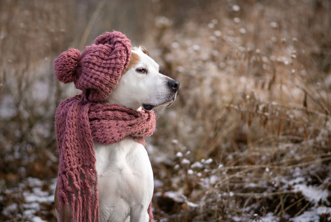 Nos poilus ressentent-ils le froid ?