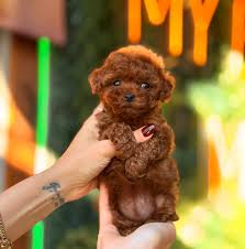 toy poddle te cup a kalite yavrumuz