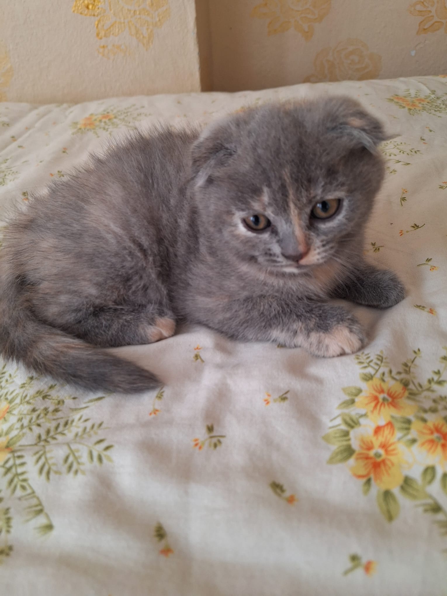 British Shorthair & Scottish Fold Yavruları – Özel Renkler / Ev Ortamı