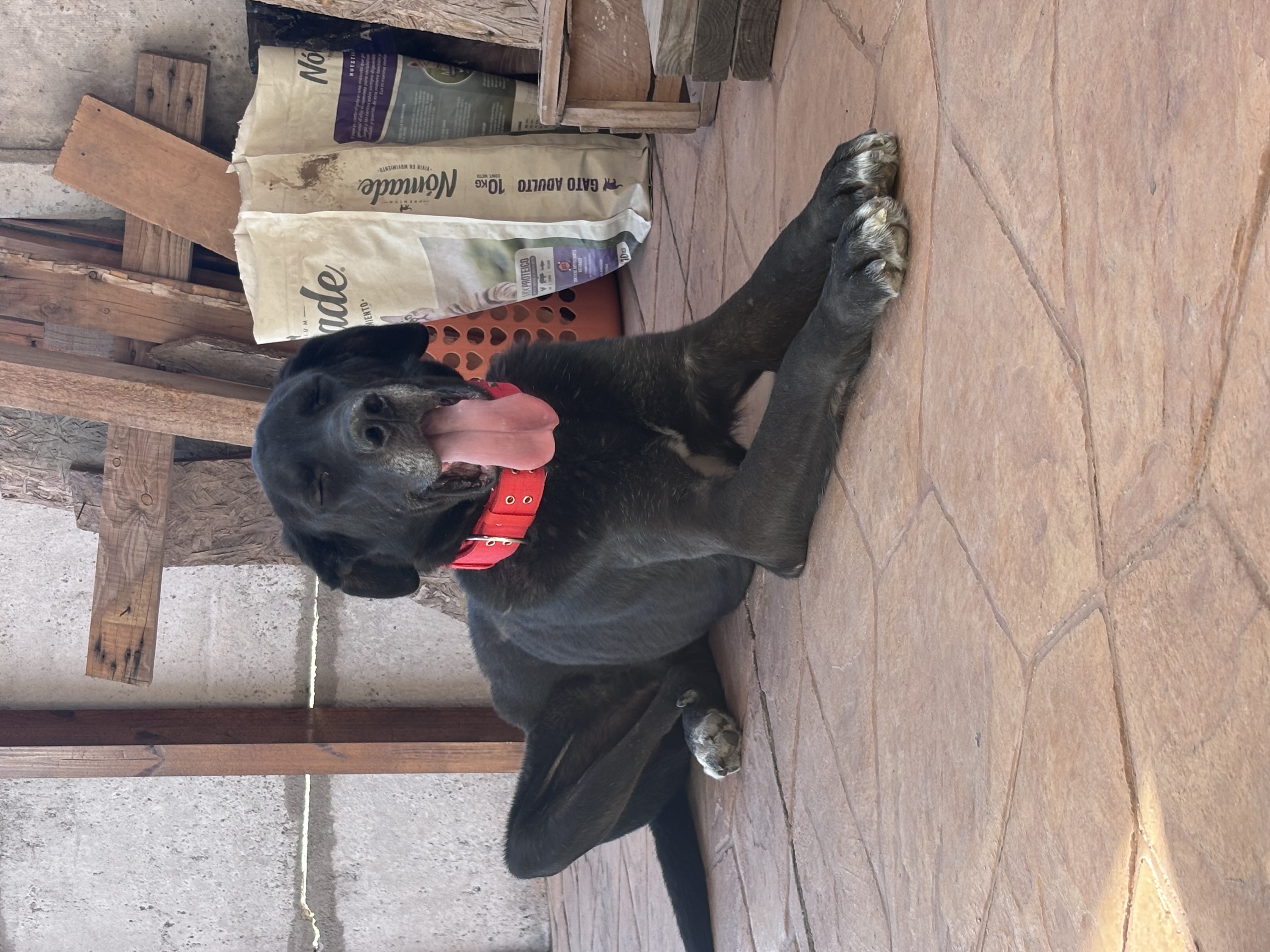 Diego Fernando Cancino Mejías