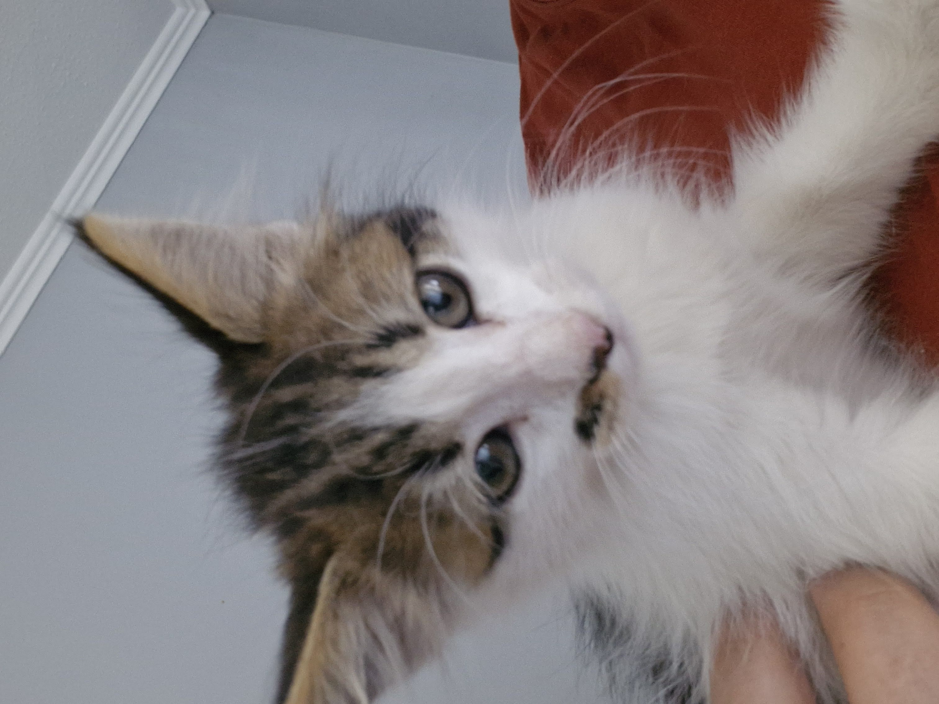 Natto (Porotito) foto 2