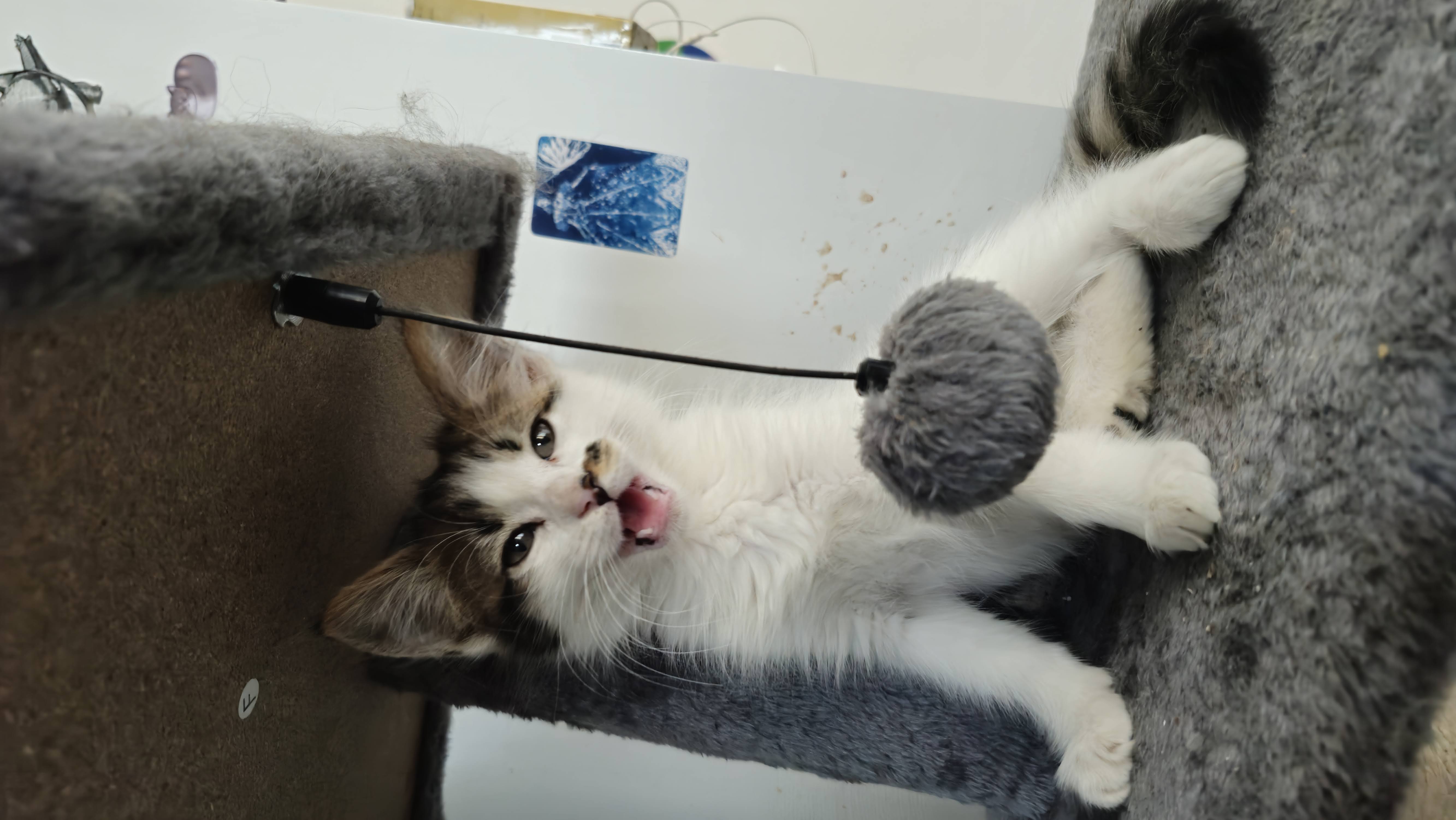 Natto (Porotito) foto 4